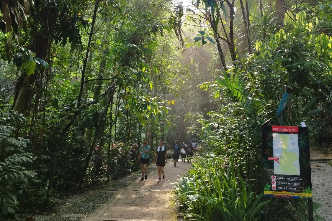 Students walking along a shaded rainforest trail at Bukit Gasing